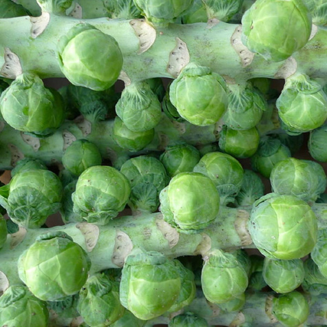 Kapusta brukselska Brukselka Groninger zimująca 1g