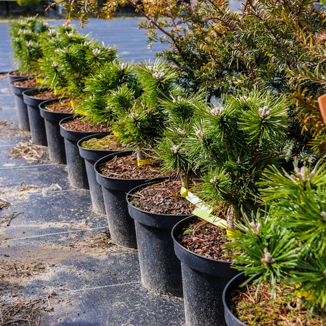 Sosna kosodrzewina Benjamin szczepiona NP