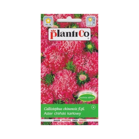 Aster chiński peoniowy karłowy Zbyszko amarant 1 g