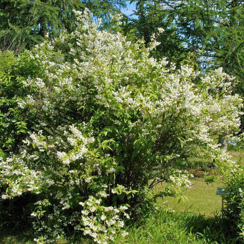 Żylistek karbowany Pride of Rochester (P9)