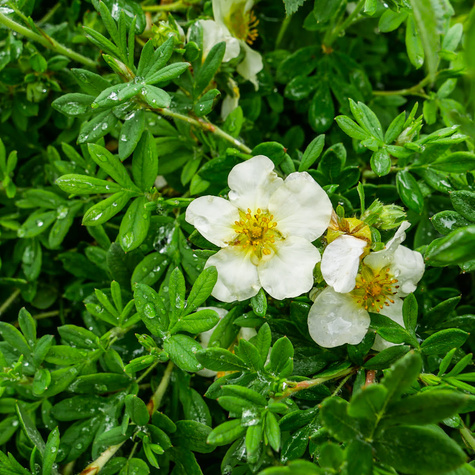 Pięciornik krzewiasty 'Tilford Cream' (C2)