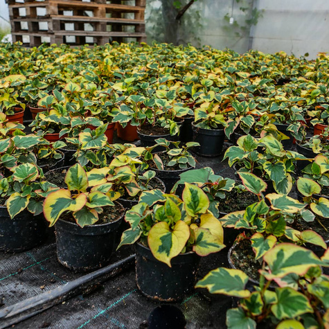 Pstrolistka sercowata Cameleon Hotunia Tułacz Pstry Egzotyka SADZONKA pachnie pomarańczą