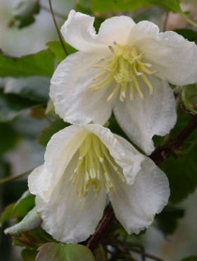 Powojnik cirrhosa Clematis Jingle Bells