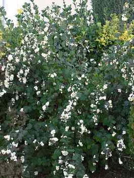 Śnieguliczka Doorenbosa White Hedge (C2)