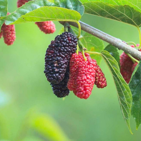 Morwa czerwona w doniczce dla diabetyków soki przetwory