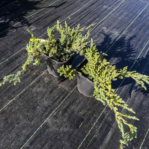 Jałowiec łuskowaty Blue Carpet niebieski dywan (C2)