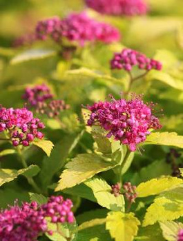 Tawuła japońska Golden Jack (C2)