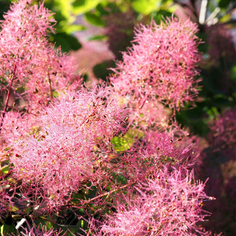 Perukowiec podolski Grace (C2)