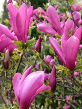Magnolia Susan (C2)