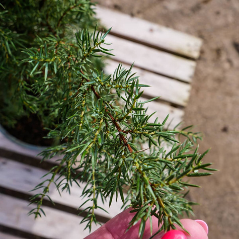 Jałowiec pospolity Hibernica kolumna (P9)