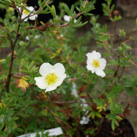 Pięciornik krzewiasty 'Tilford Cream' (C2)