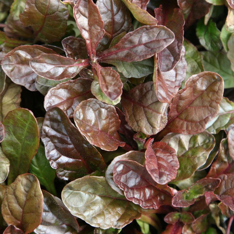 Dąbrówka rozłogowa Atropurpurea (C2)