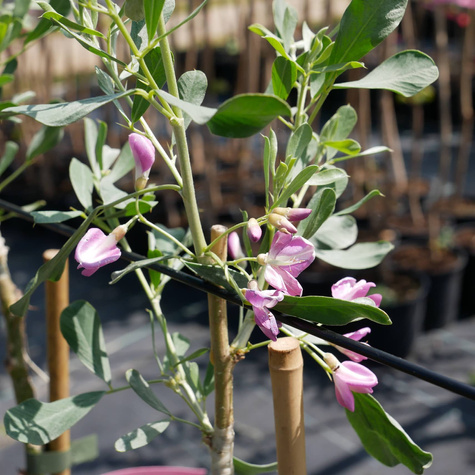 Słonisz srebrzysty Miododajny unikat szczepiony na pniu