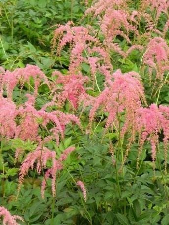 Tawułka Thunberga Straussenfeder (P9)