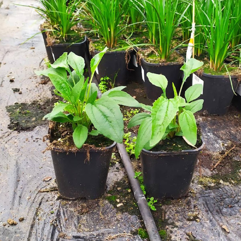 Jeżówka purpurowa Papallo Classic Rose (C2)