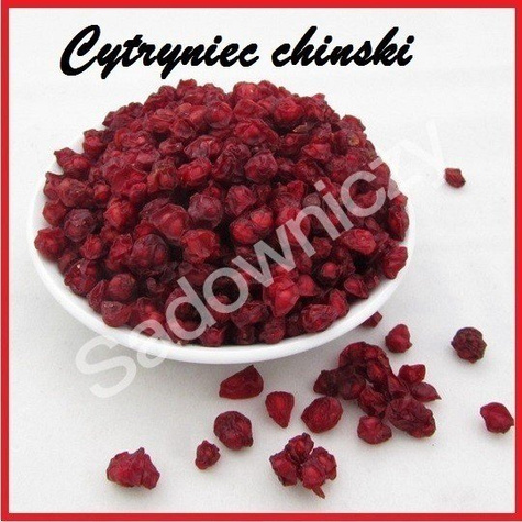 Zestaw Zdrowy DUET do ogrodu Jagody Życia