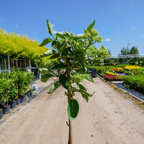 Hortensja Prim White szczepiona na pniu