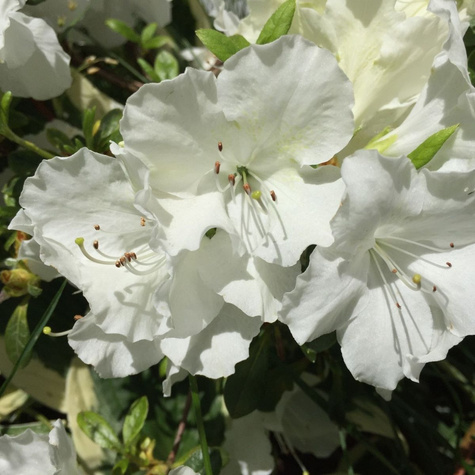 Azalia japońska Panda (C2)