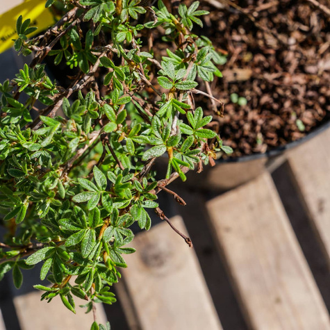 Pięciornik krzewiasty Elizabeth