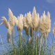 Trawa pampasowa Cortaderia (C2)