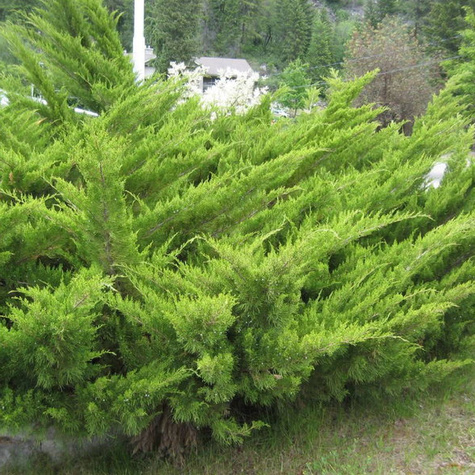 Jałowiec sabiński Jeden z piękniejszych jałowców