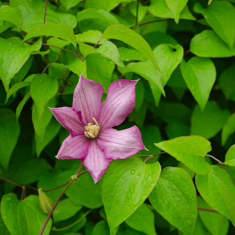 Powojnik Clematis wielkokwiatowy Danuta (C2)