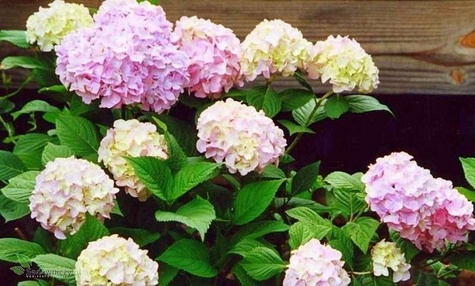 Hortensja ogrodowa Candy Heart Pink