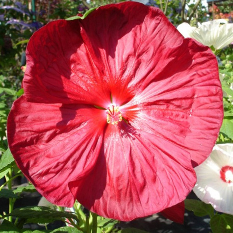 Hibiskus bagienny Luna Red (C2)