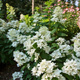 Hortensja bukietowa White Goliath 