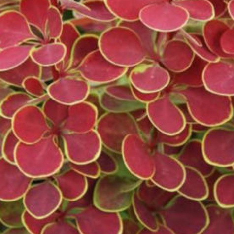 Berberys thunberga Orange Moon (C2)