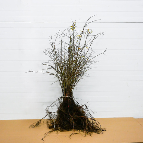 Zestaw Klasyczna Osłona Grab Żywopłot 10 Metrowy Plant Pack