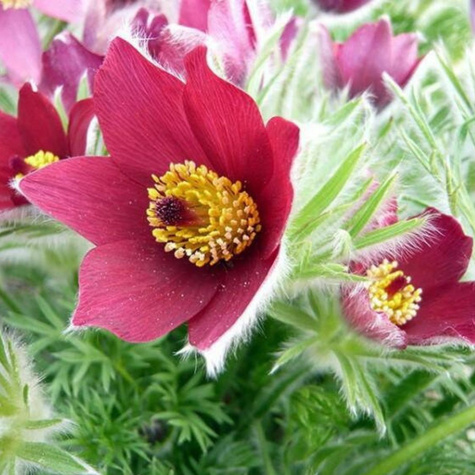 Sasanka Zwyczajna czerwona