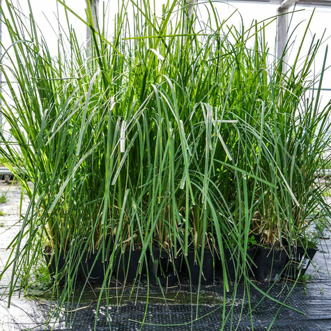 Trawa pampasowa Pink Feather (P9)