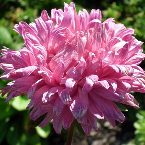 Aster peoniowy Aurora biało-różowy 1g