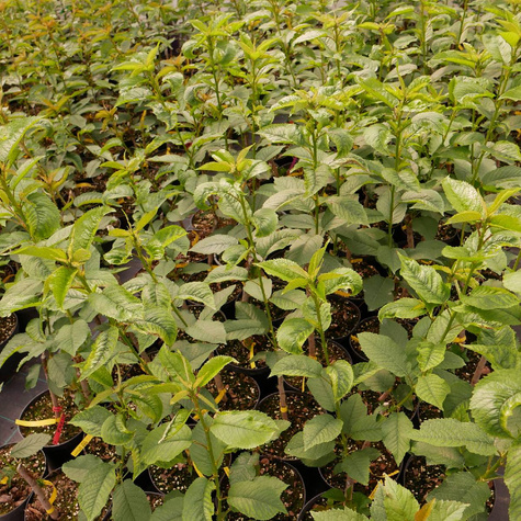 Czereśnia Fabiola w doniczce (C2)