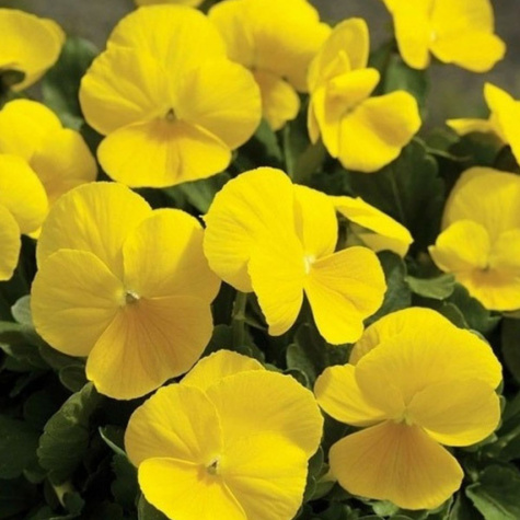 Bratek szwajcarski złoto-żółty 0,5g