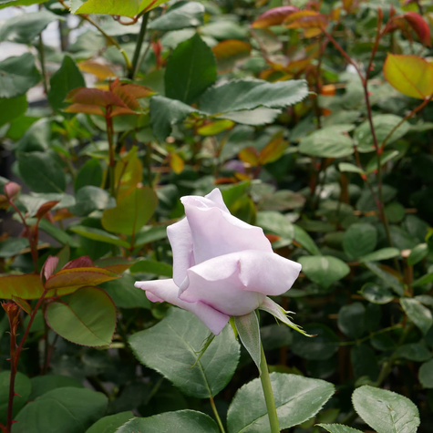 Róża pnąca fioletowo-różowa balot