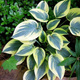 Funkia Hosta First Frost (C2)