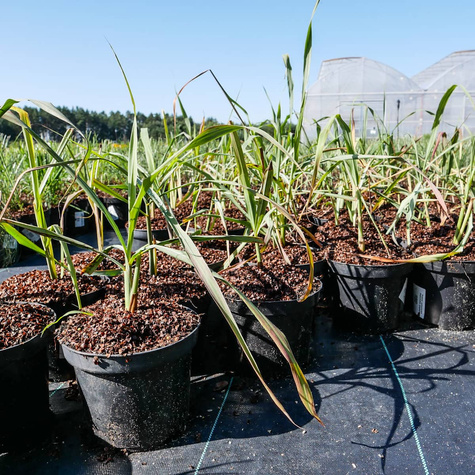 Trawa cytrynowa Palczatka pogięta