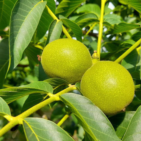 Orzech Włoski Fernette Szczepiony Plant Pack