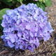 Hortensja ogrodowa Otaksa - Rzadkość (C2)