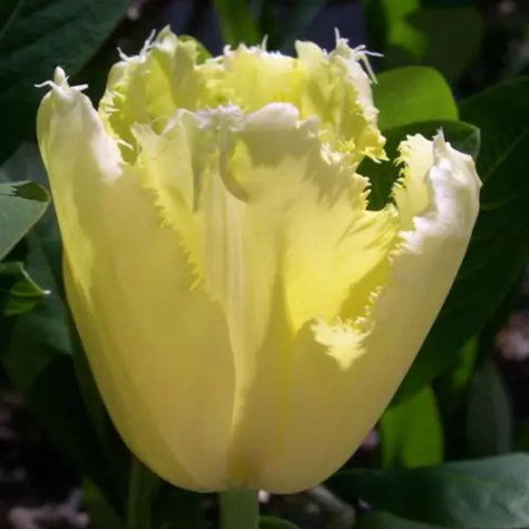 Tulipan strzępiasty Maja