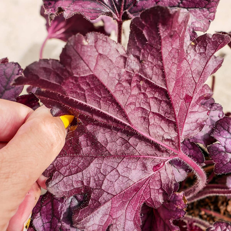 Żurawka ogrodowa Forever Purple (C2)