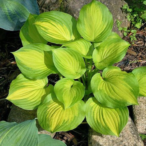 Funkia Hosta Banana Bay jasno-zielona