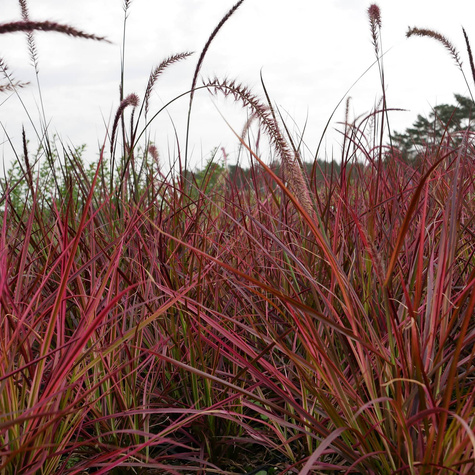 Rozplenica obca Fireworks (C2)