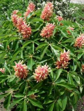 Kasztanowiec krwisty Rosea Nana (obw. 8/12cm, H - 140/200cm)