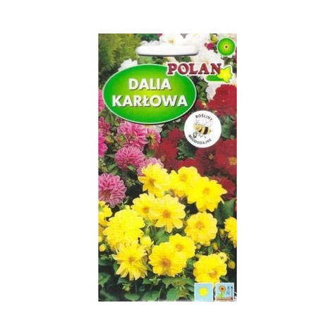 Dalia karłowa /zmienna pełna i półpełna mieszanka 2g