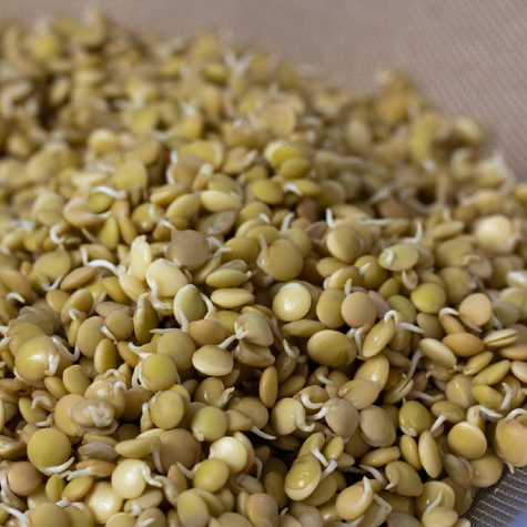 BIO Kiełki Soczewica zielona 20g