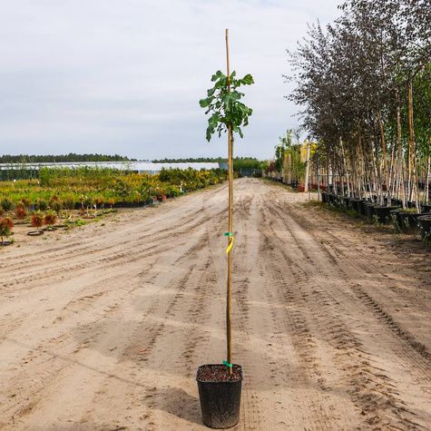 Głóg Dwuszyjkowy Paul's Scarlet Szczepiony Na Pniu