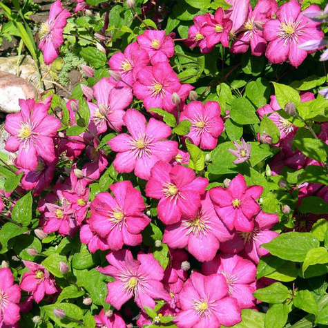 Powojnik Clematis wielkokwiatowy Ville de Lyon (C2)